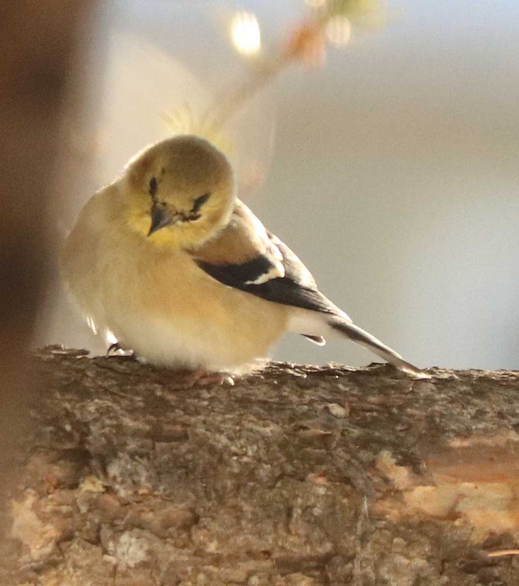 Американский чиж - ML652013174