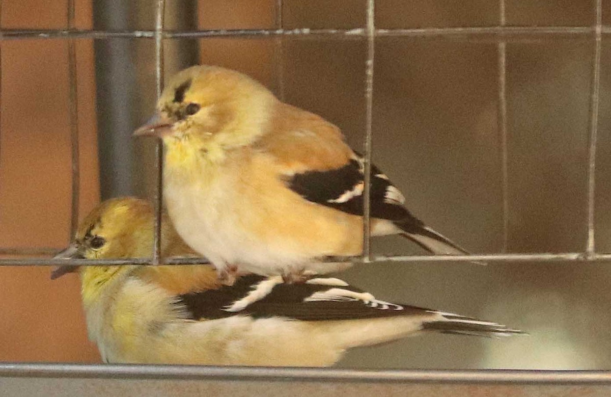 Американский чиж - ML652013177