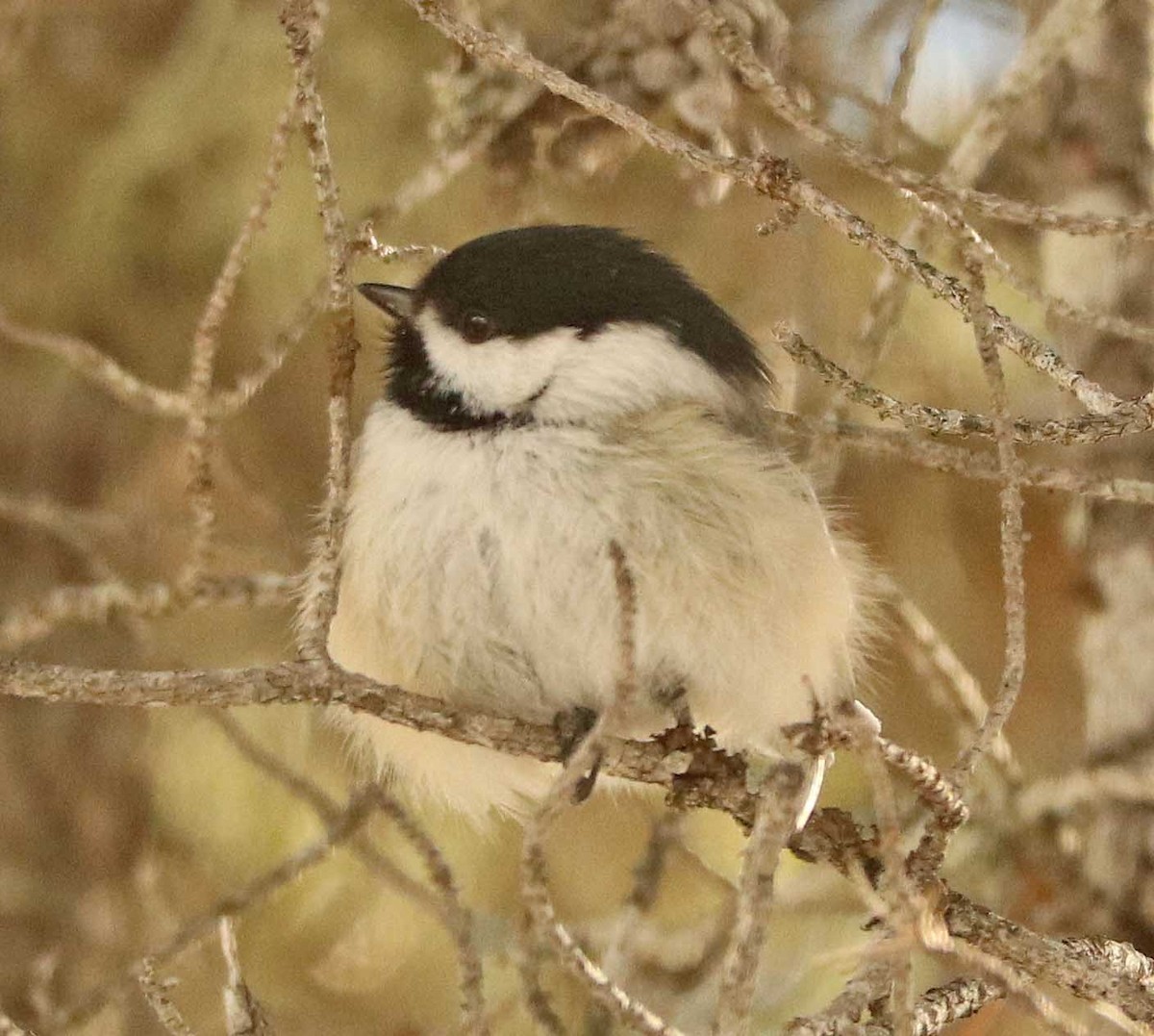 Черношапочная гаичка - ML652013339