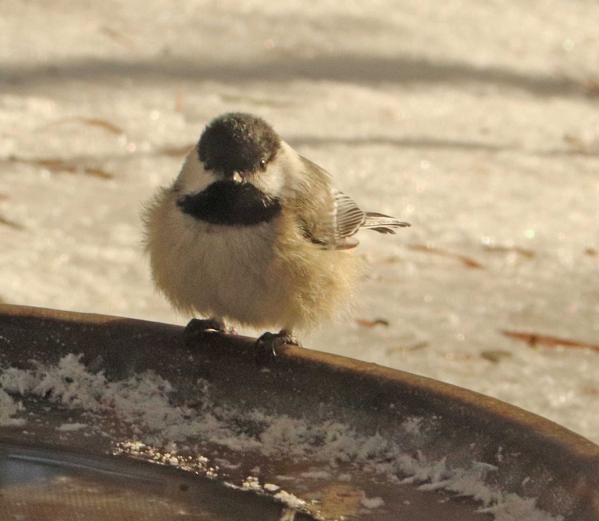 Черношапочная гаичка - ML652013342