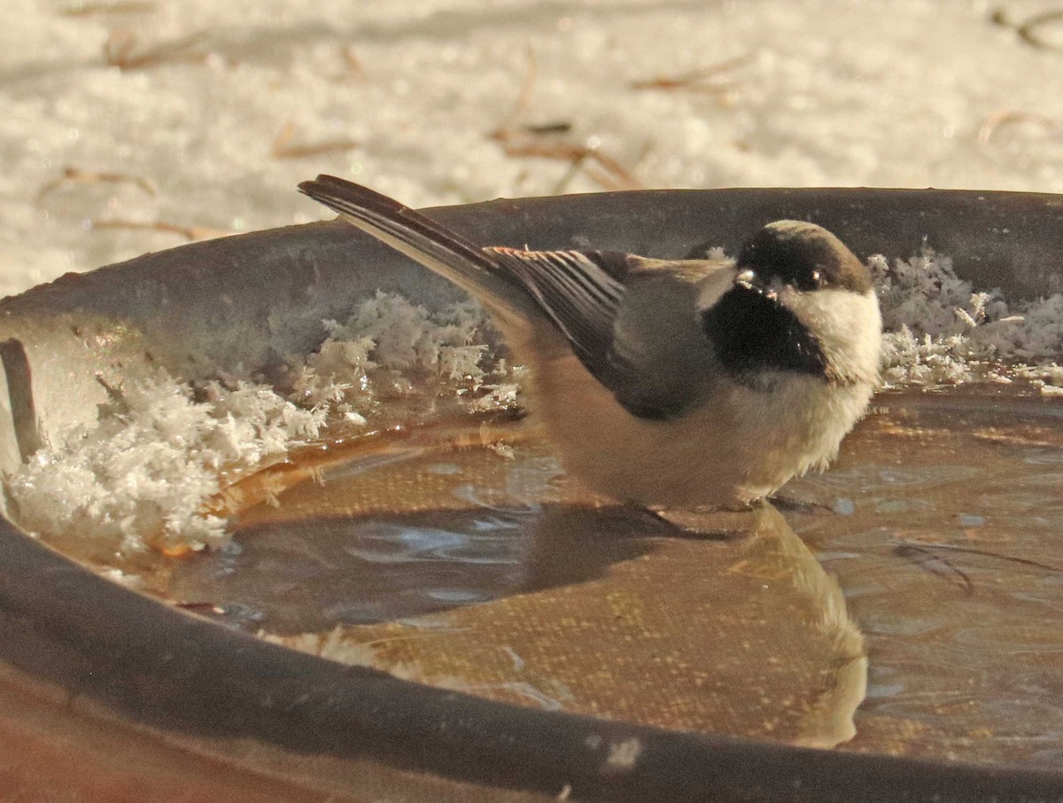 Черношапочная гаичка - ML652013350