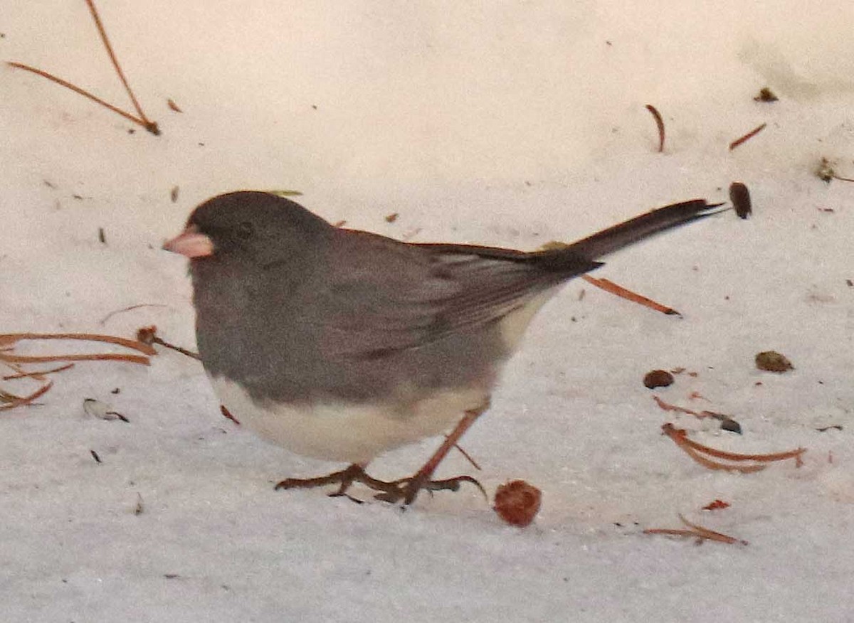 Серый юнко - ML652013360