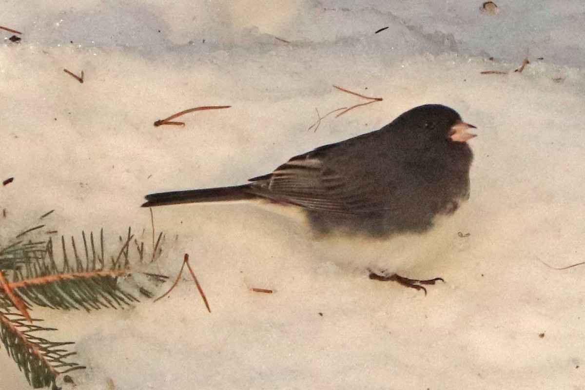 Серый юнко - ML652013362