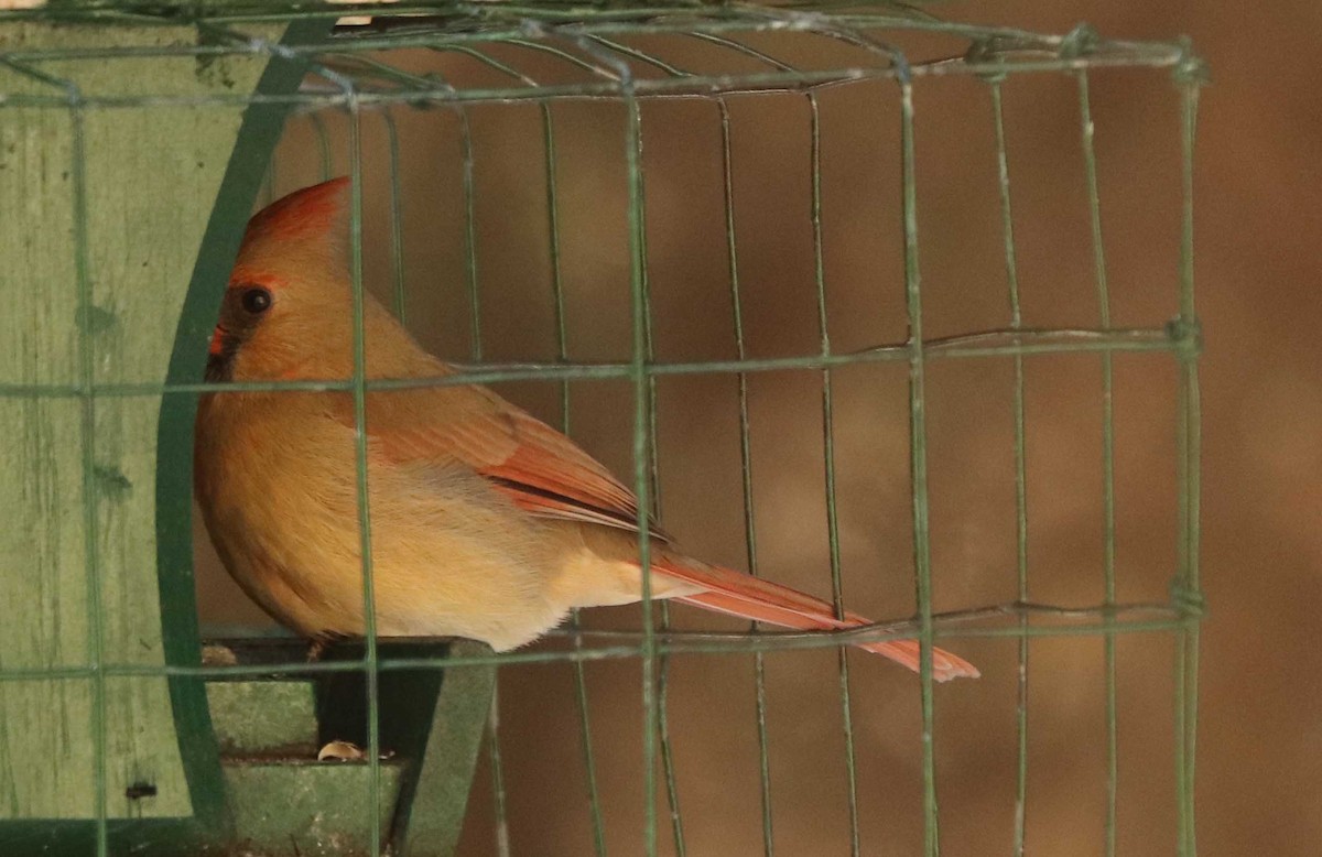 Красный кардинал - ML652013374