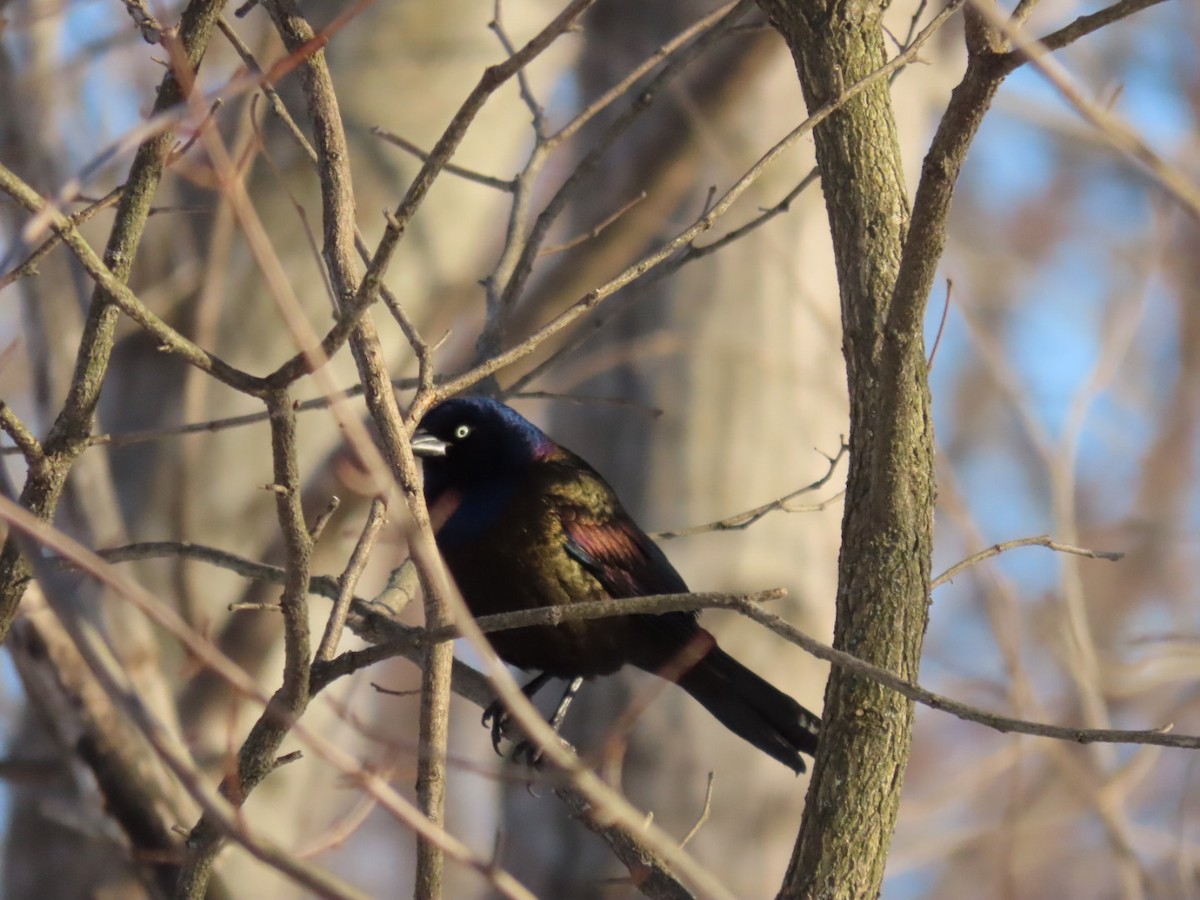 glanstrupial (versicolor) - ML652013958