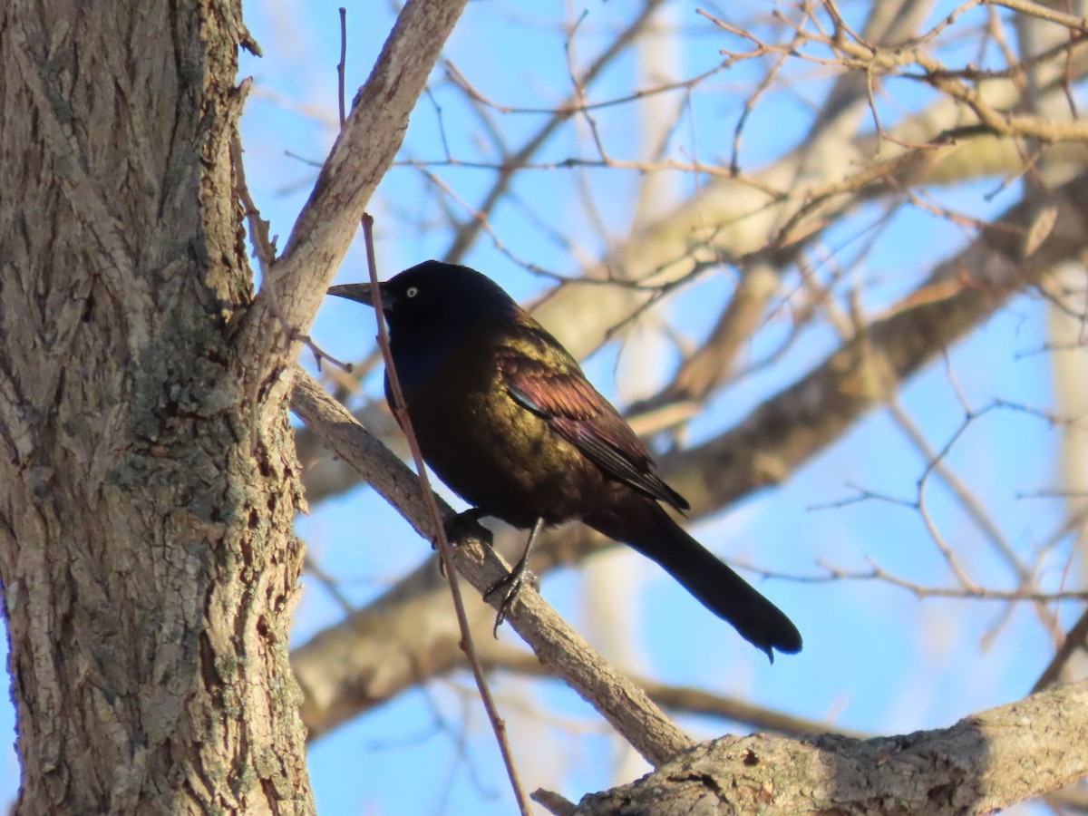 glanstrupial (versicolor) - ML652013959
