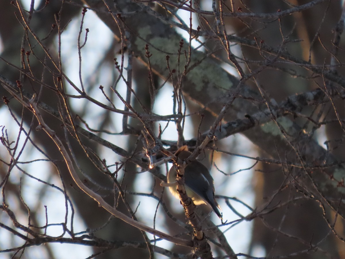 einersidensvans - ML652013972