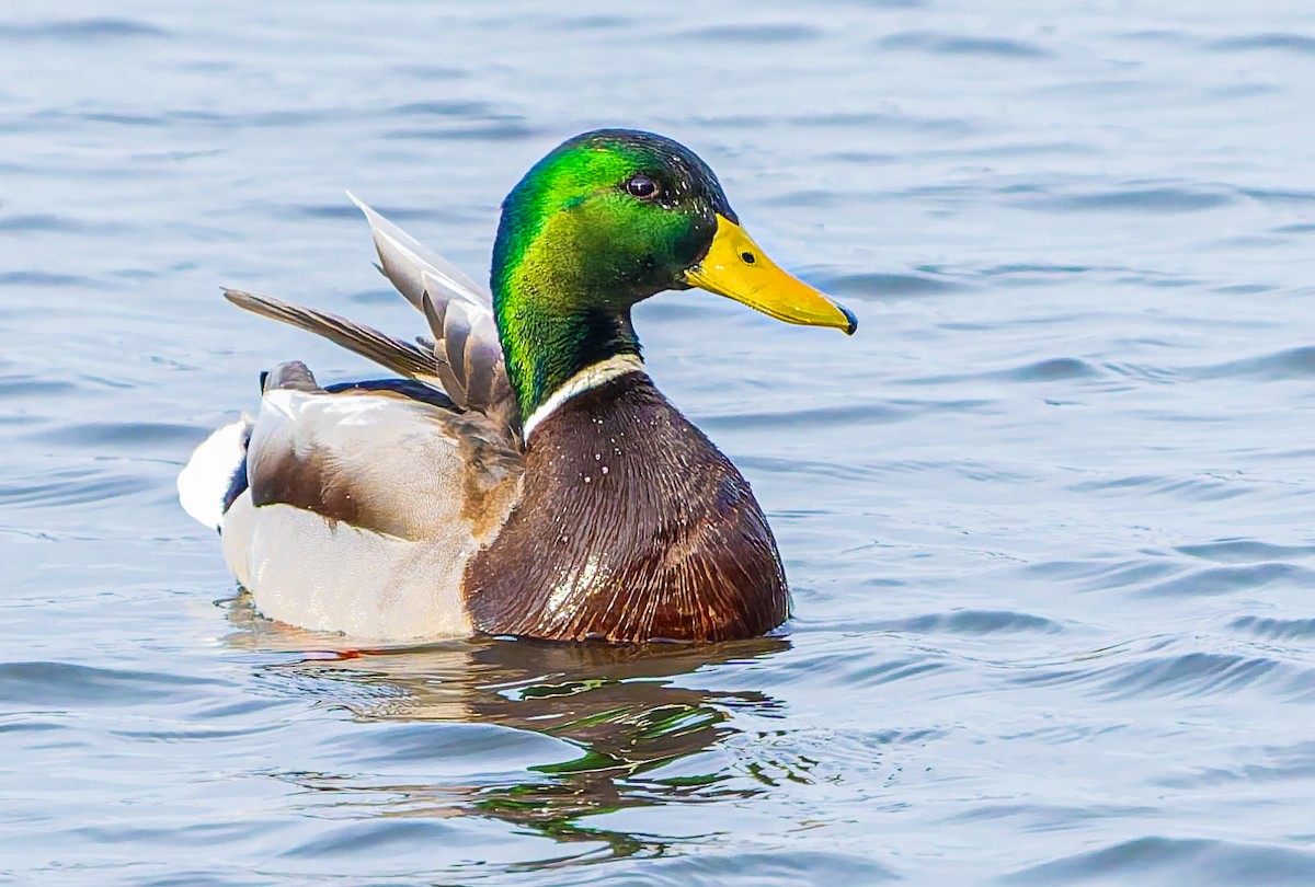 Basahatea - ML652014127