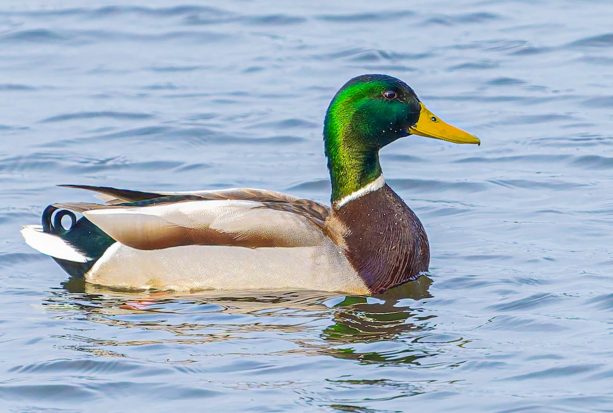 Basahatea - ML652014128