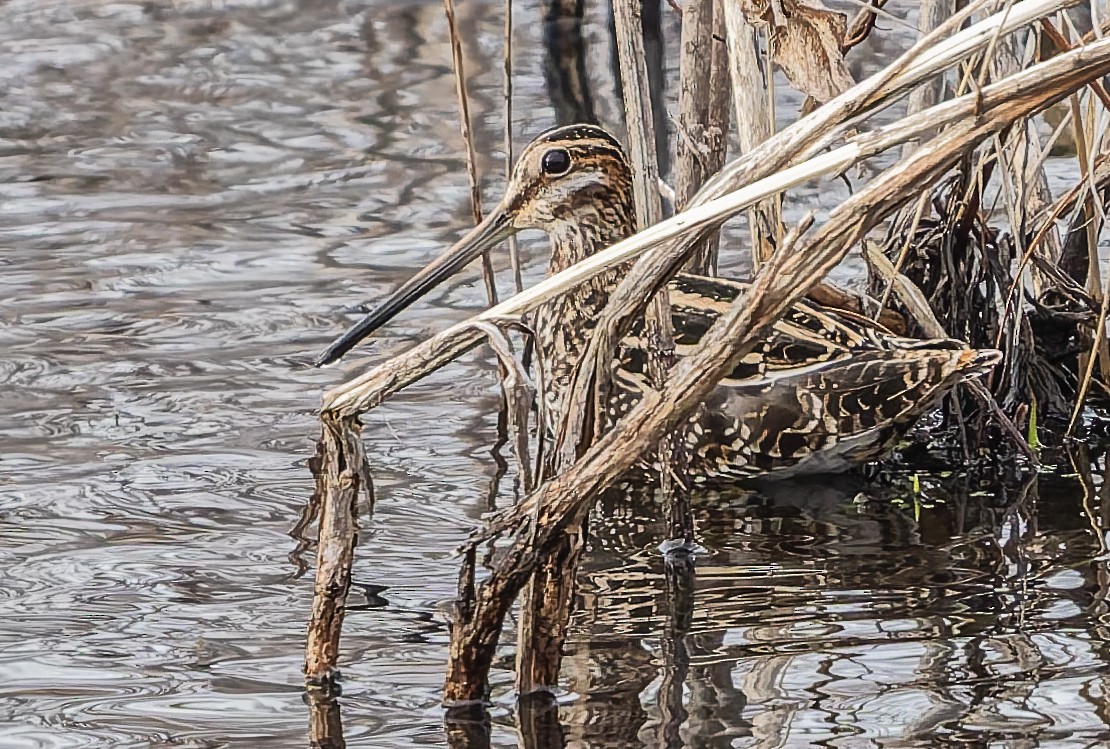 Wilson istingorra - ML652014175