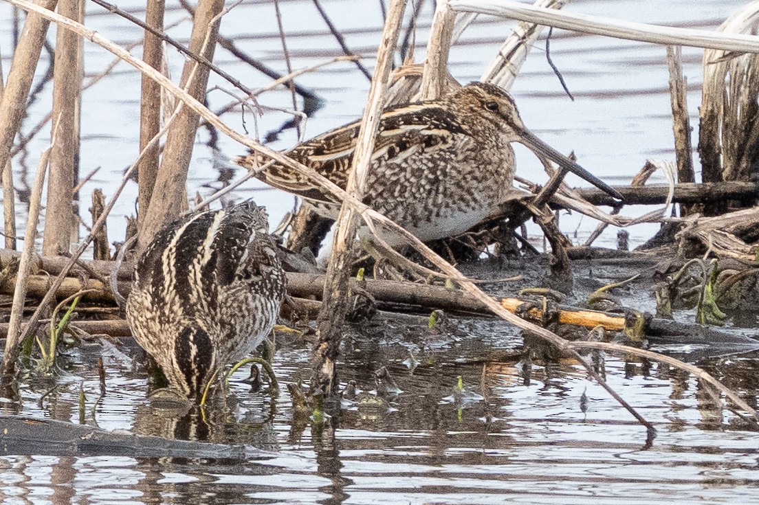 Wilson istingorra - ML652014176