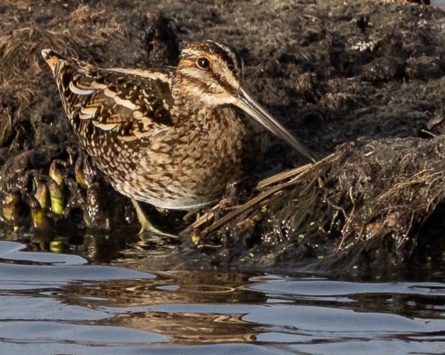 Wilson istingorra - ML652014177