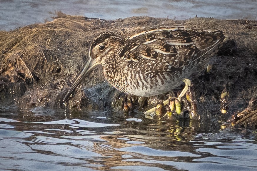 Wilson istingorra - ML652014178