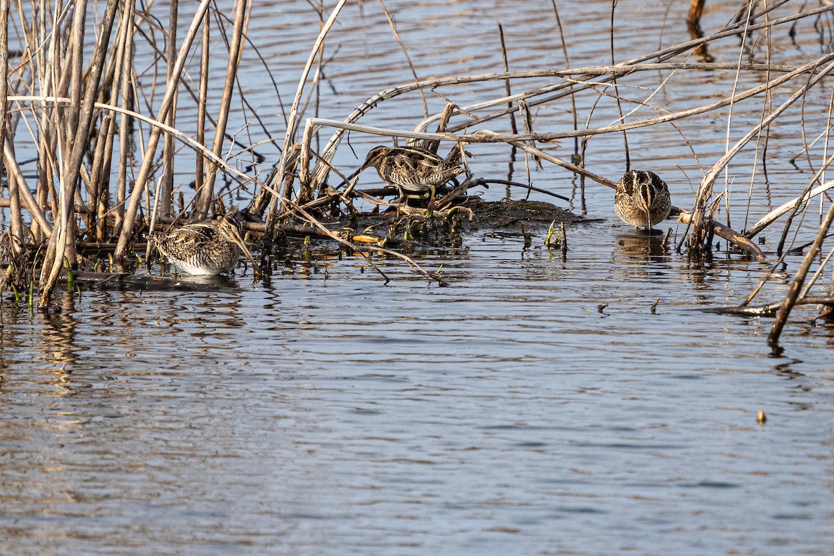 Wilson istingorra - ML652014179