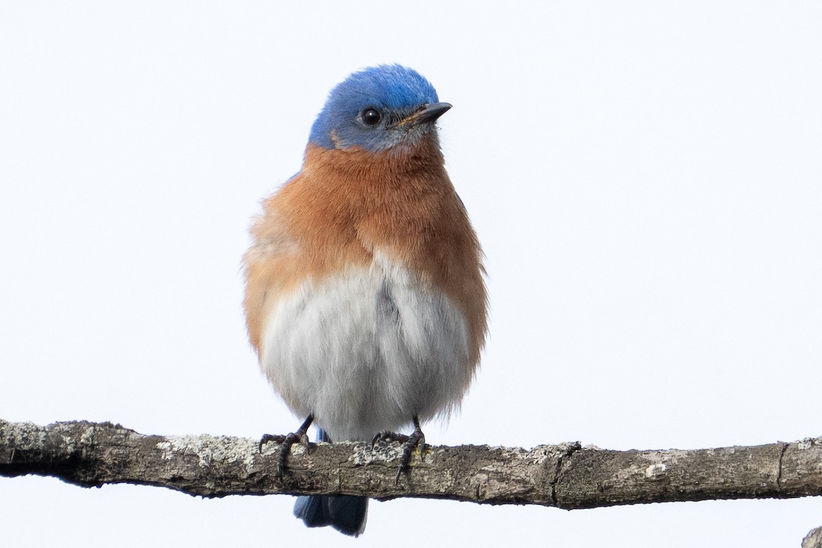 Eastern Bluebird - ML652014230