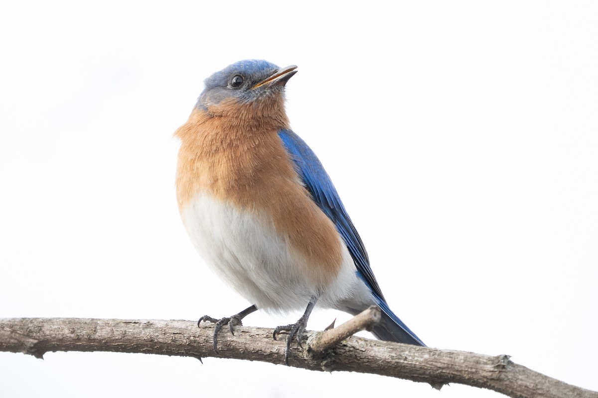 Eastern Bluebird - ML652014231