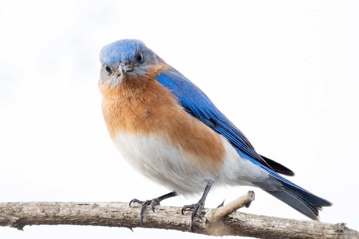 Eastern Bluebird - ML652014232