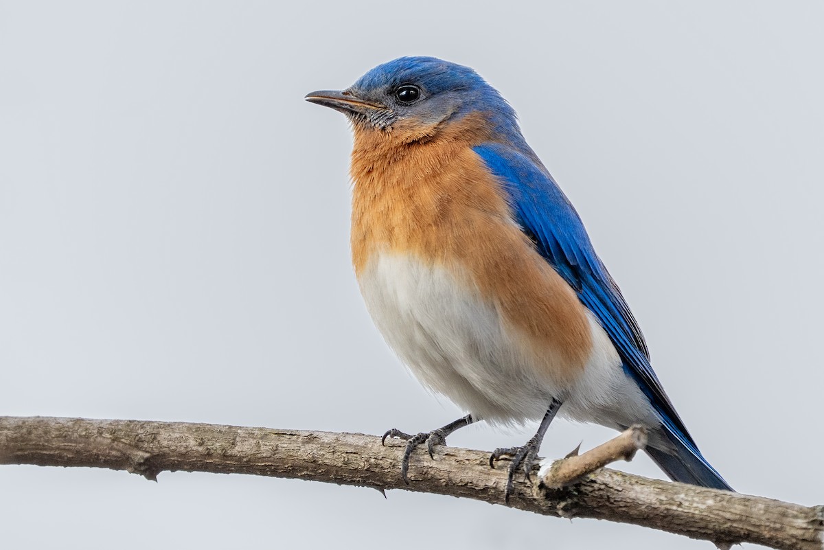 Eastern Bluebird - ML652014233