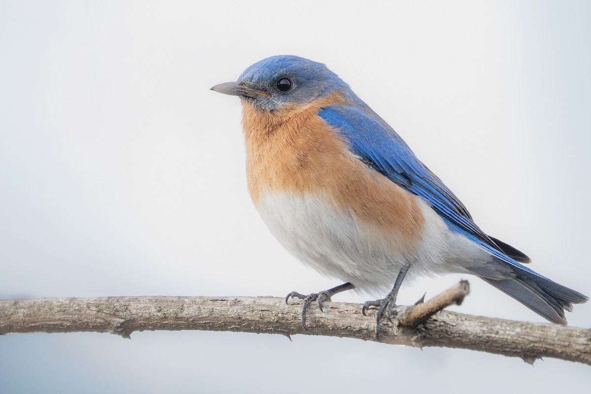 Eastern Bluebird - ML652014234