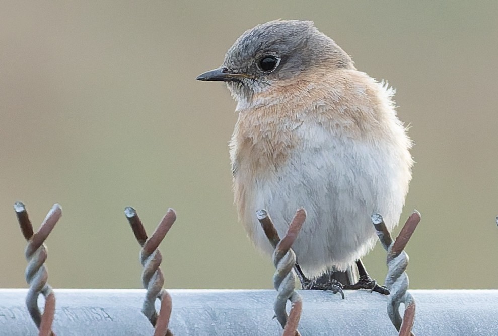 Eastern Bluebird - ML652014255