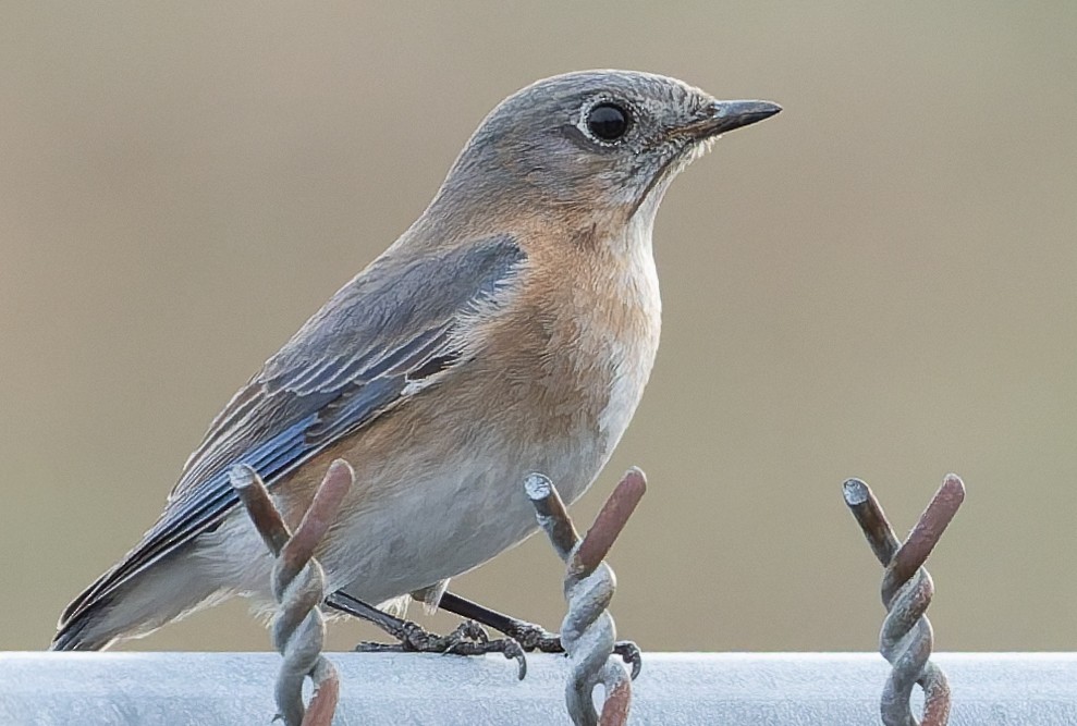 Eastern Bluebird - ML652014256
