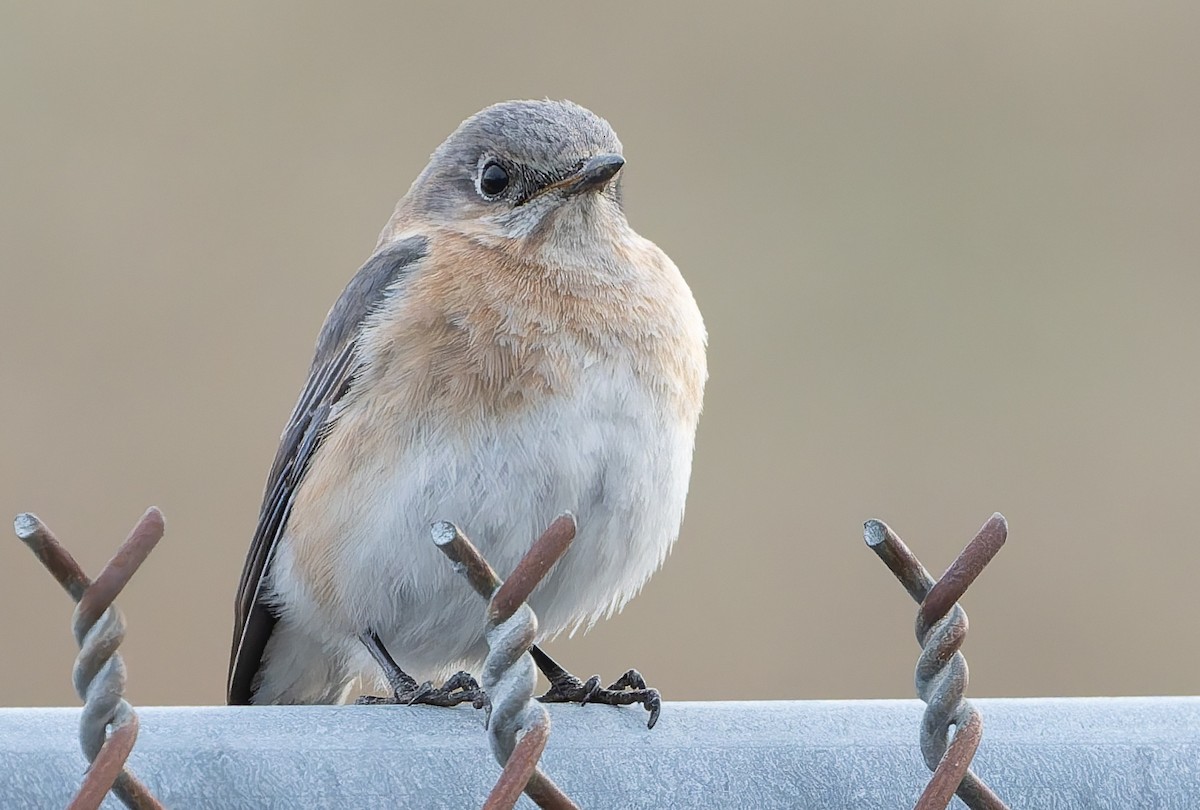 Eastern Bluebird - ML652014257