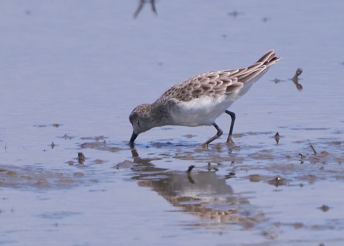 Побережник малий - ML652014300