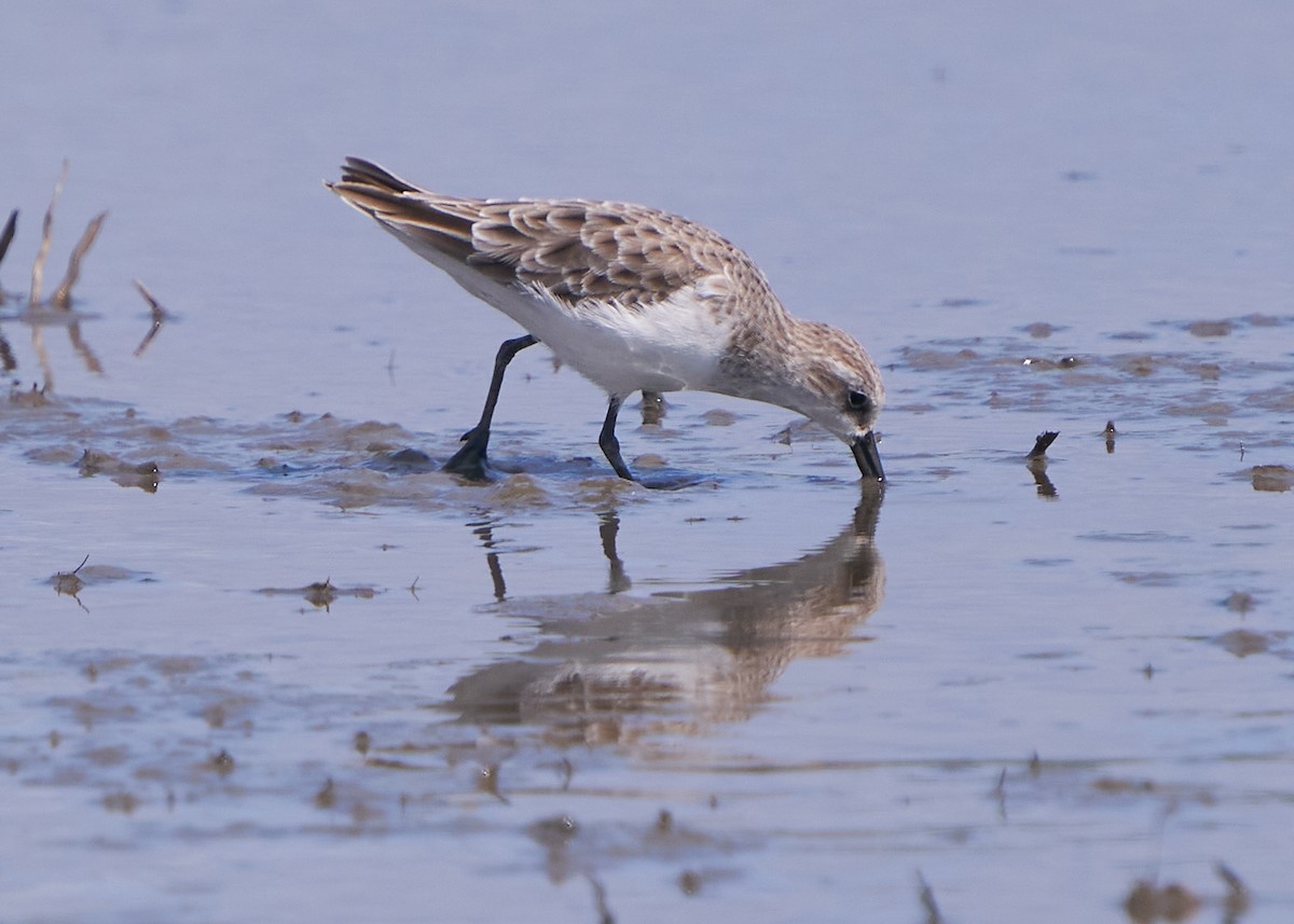 Побережник малий - ML652014301