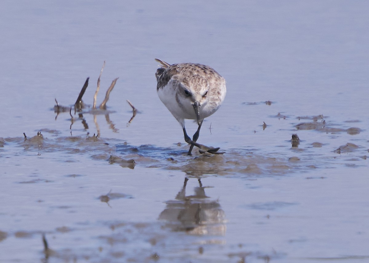 Побережник малий - ML652014303