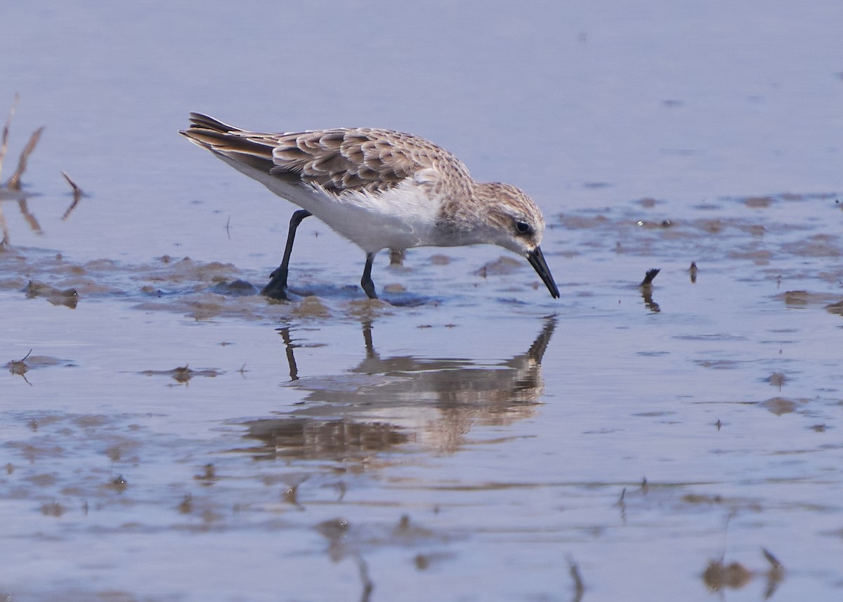 Побережник малий - ML652014304