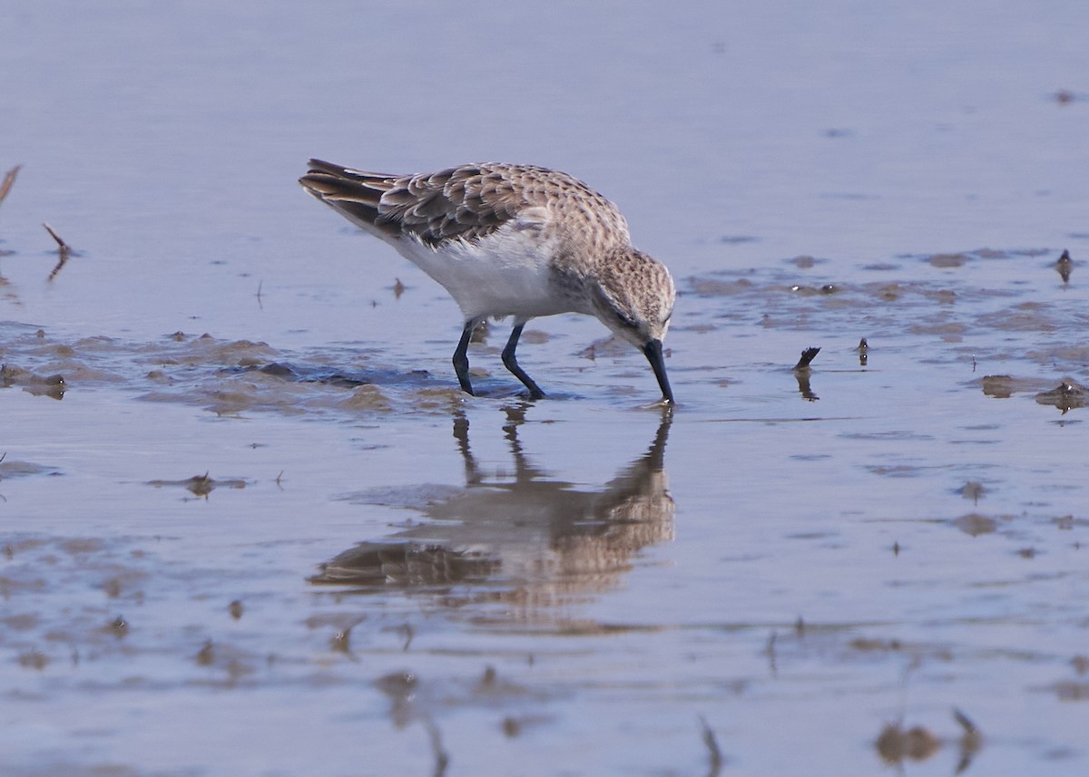 Побережник малий - ML652014305