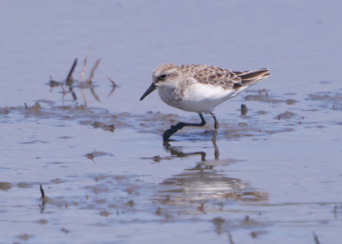 Побережник малий - ML652014306