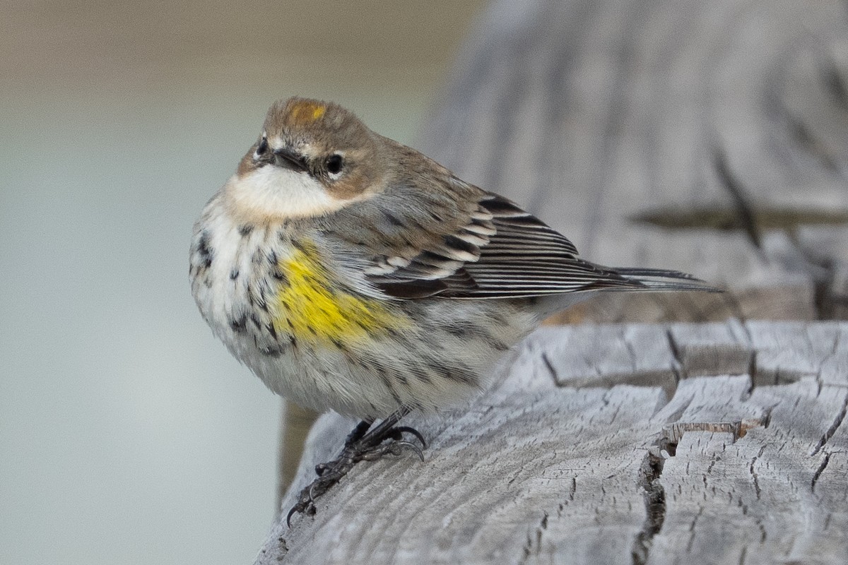 Yellow-rumped Warbler - ML652014366