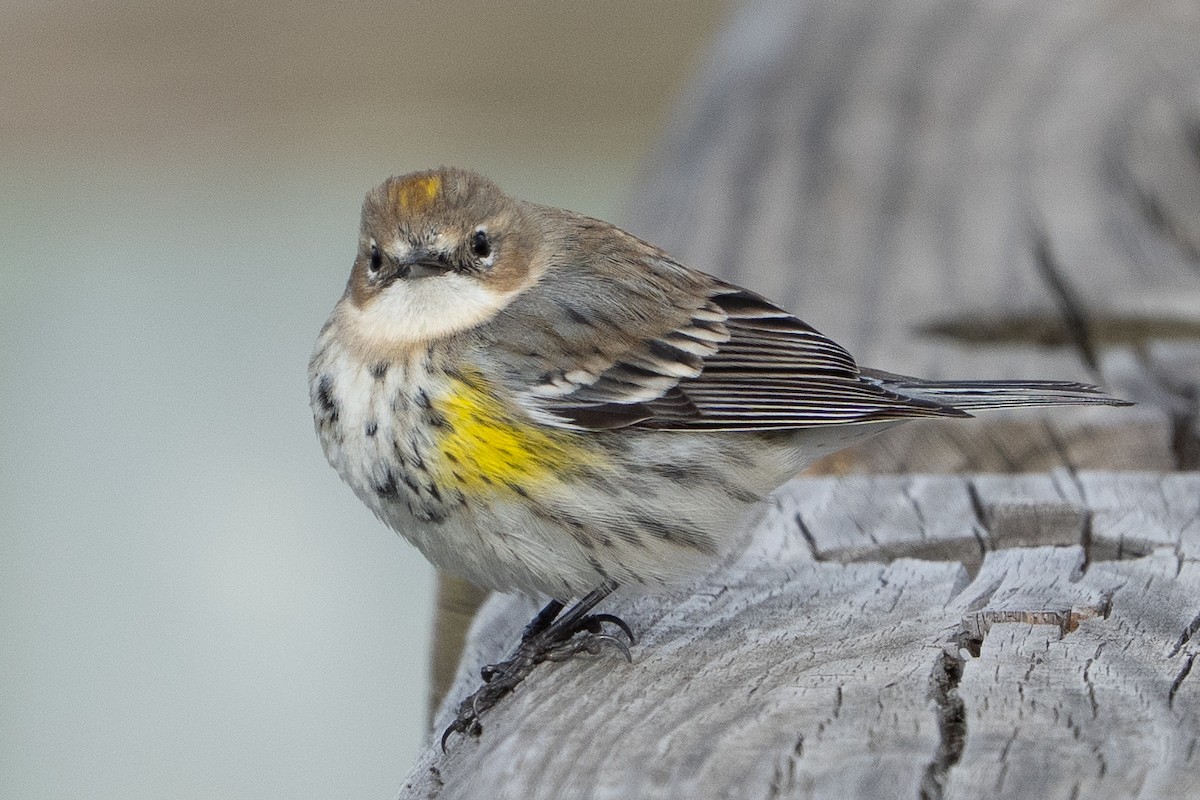 Yellow-rumped Warbler - ML652014367