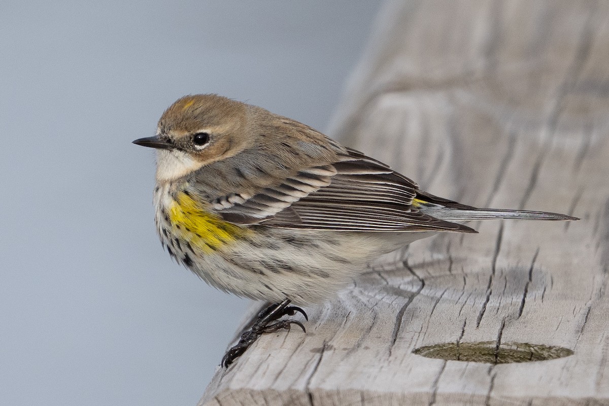 Yellow-rumped Warbler - ML652014368
