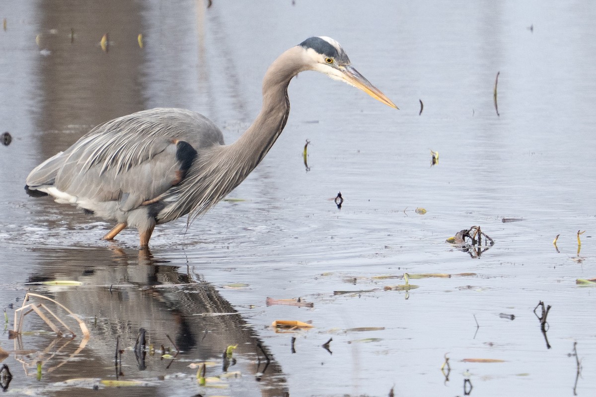 Koartza hauskara amerikarra - ML652014391