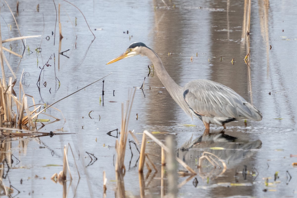 Koartza hauskara amerikarra - ML652014392
