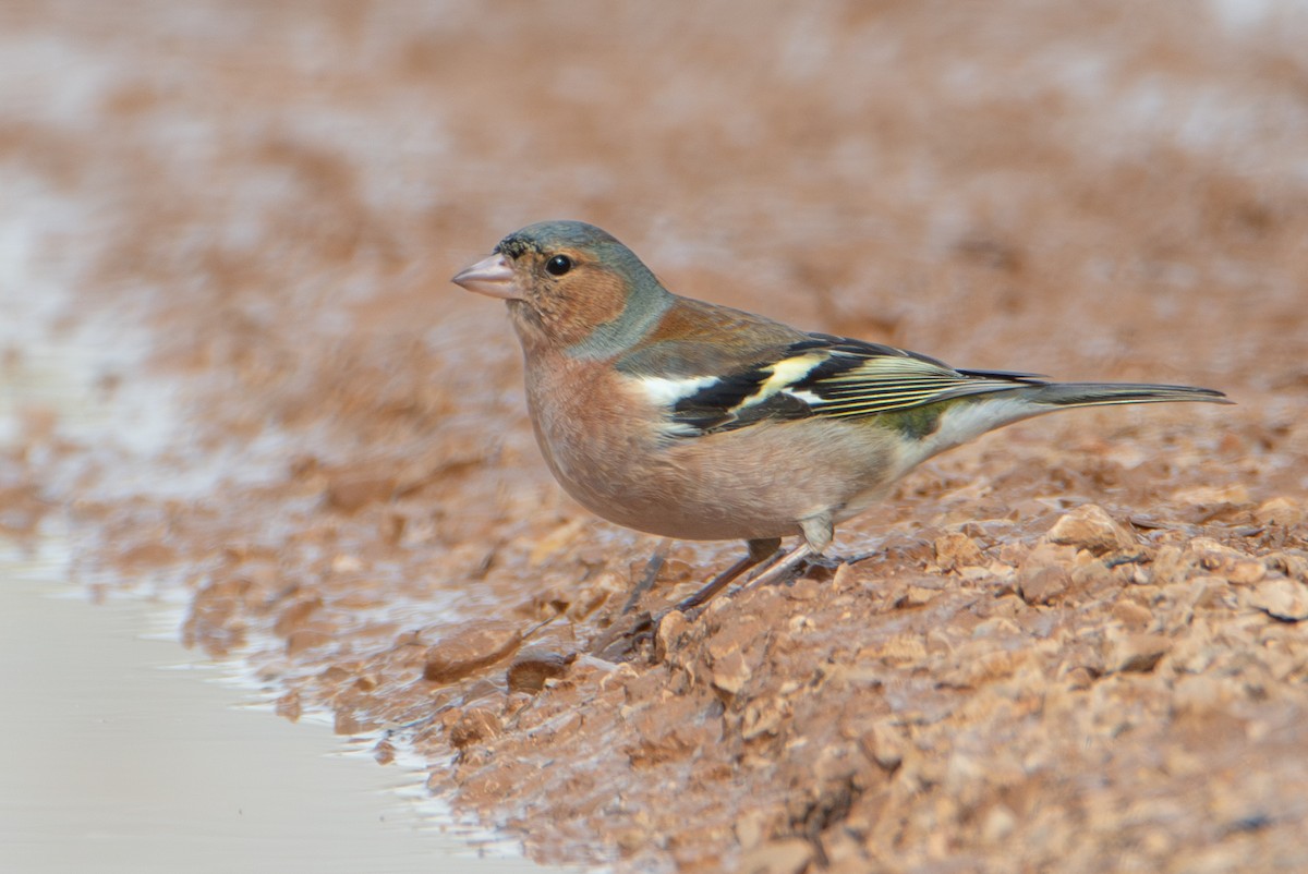 Зяблик - ML652014434