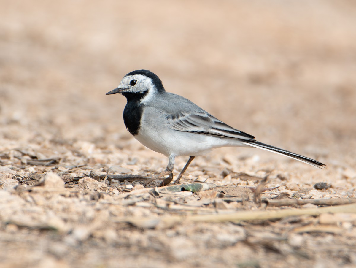 Белая трясогузка - ML652014449