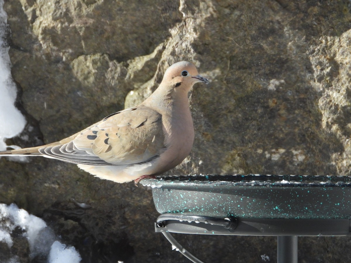 Плачущая горлица - ML652014592