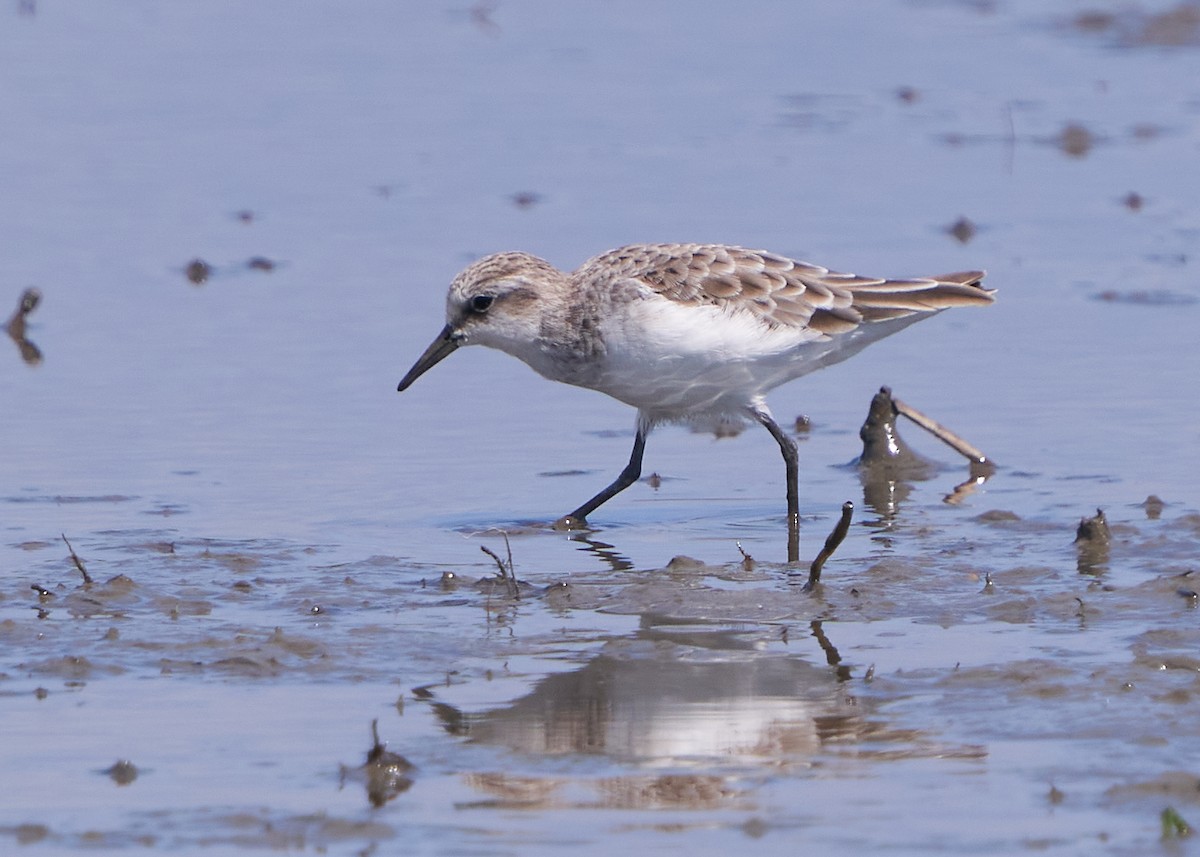 Побережник малий - ML652014610