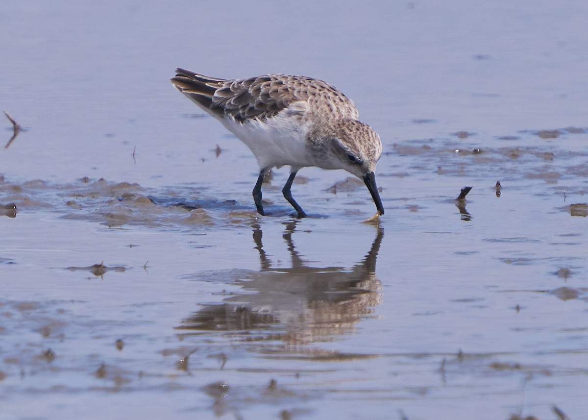 Побережник малий - ML652014611