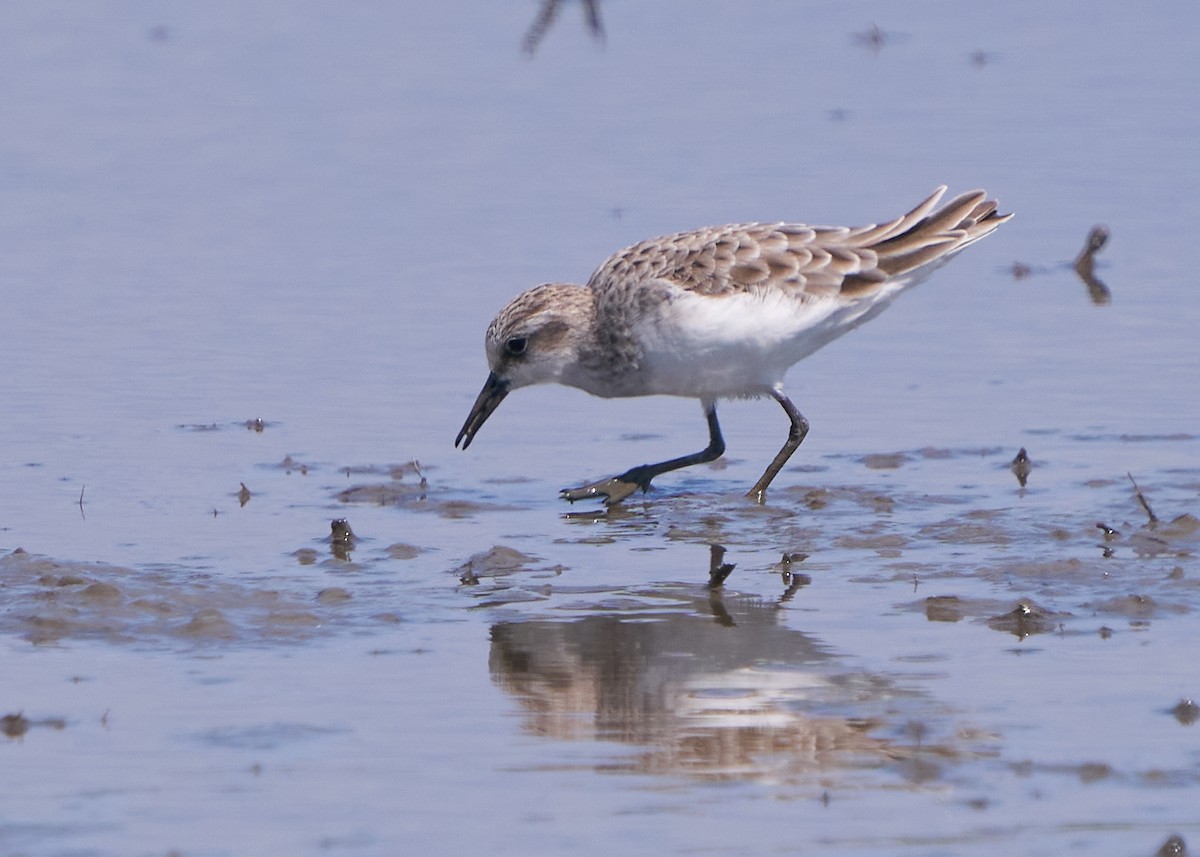 Побережник малий - ML652014612