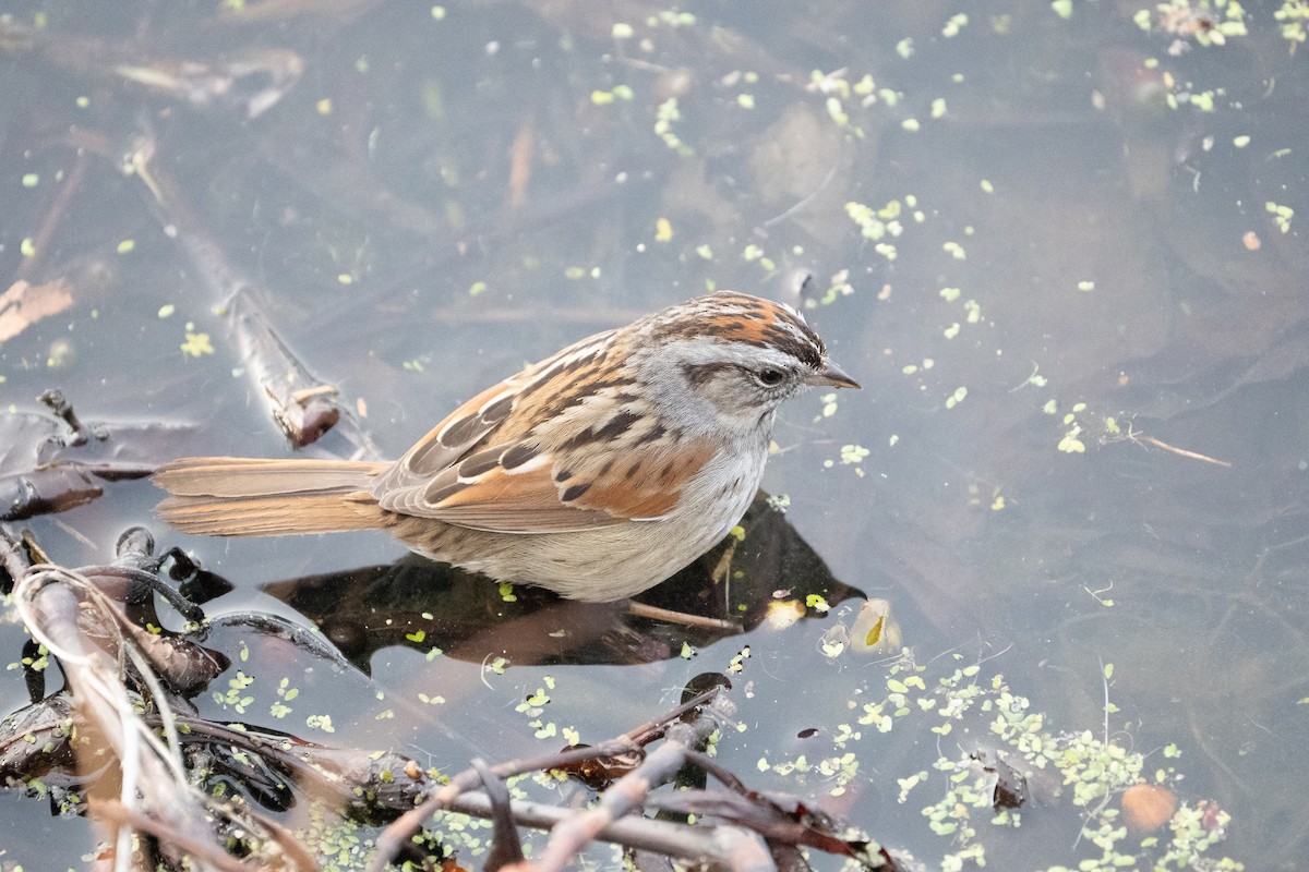 Swamp Sparrow - ML652014619