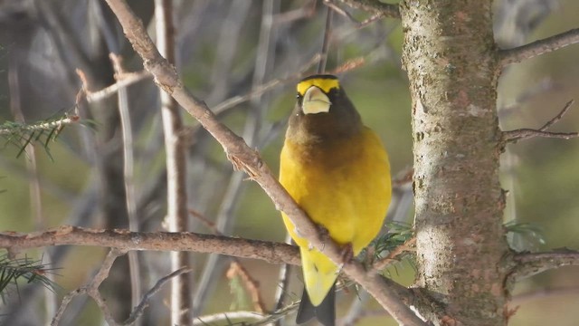 Evening Grosbeak - ML652014620