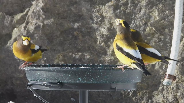 Evening Grosbeak - ML652014627