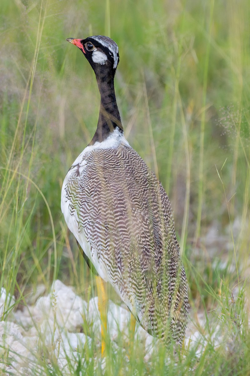 Белокрылый корхан - ML652015270