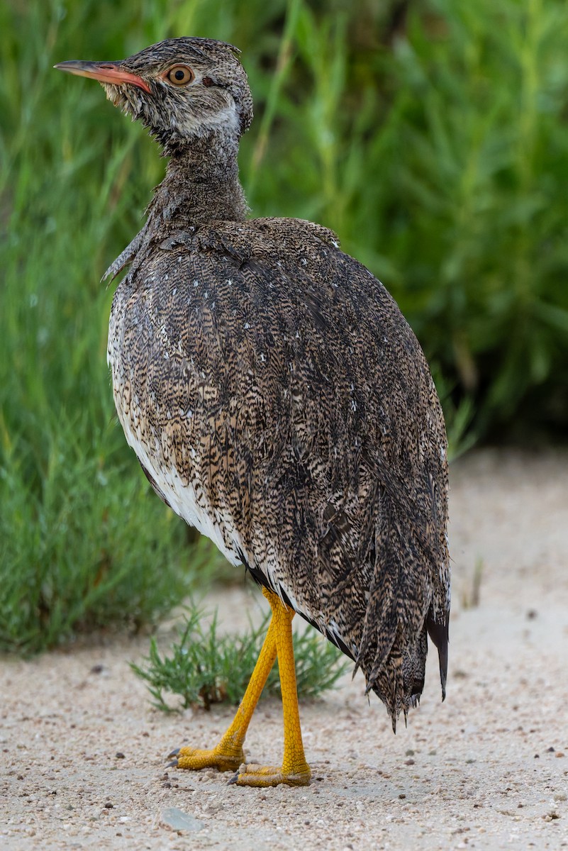 Белокрылый корхан - ML652015280