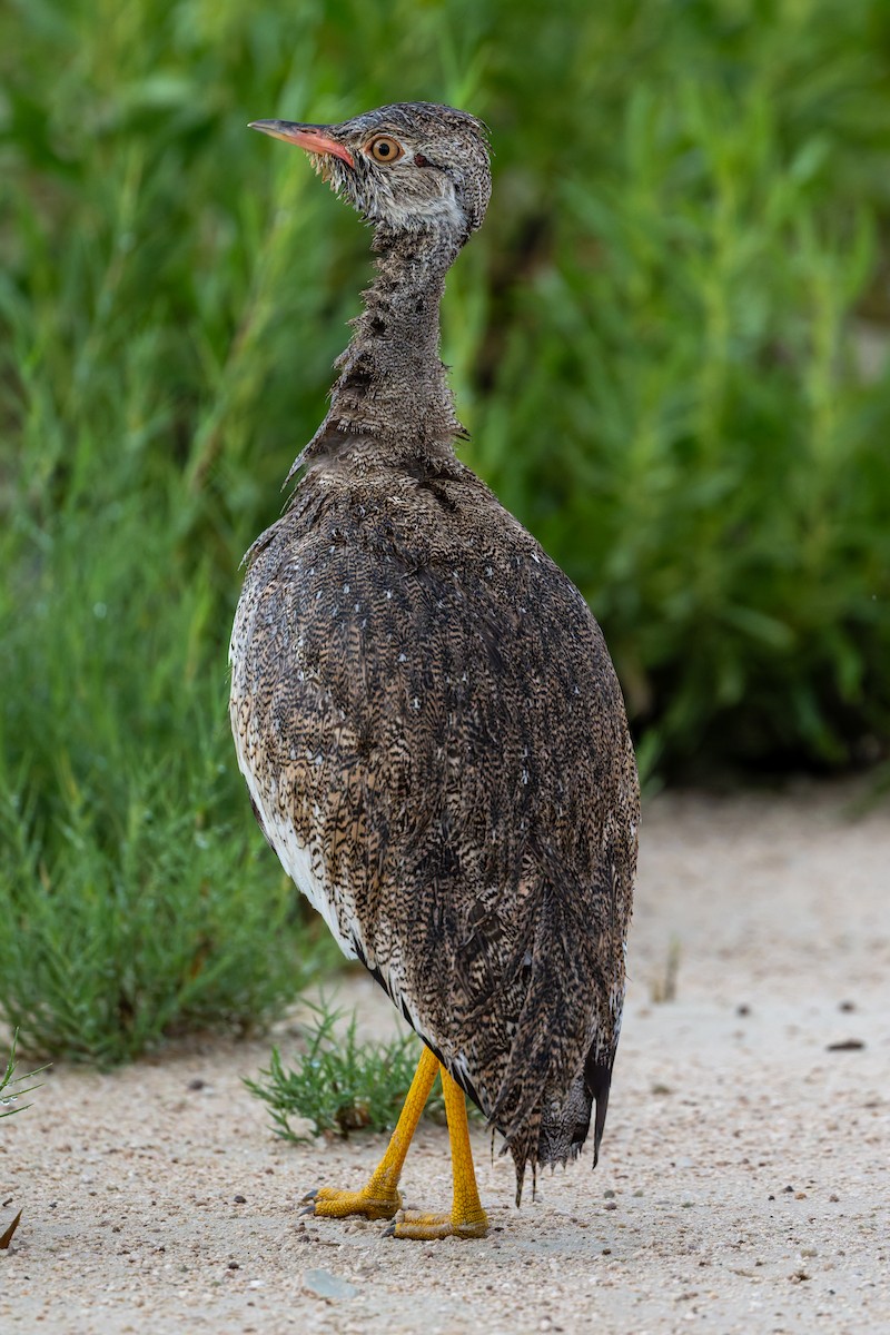 Белокрылый корхан - ML652015281