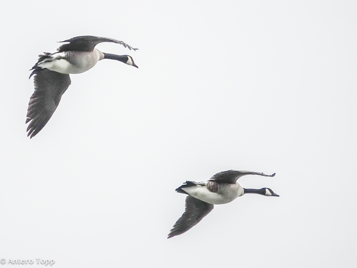 Canada Goose - ML652015349